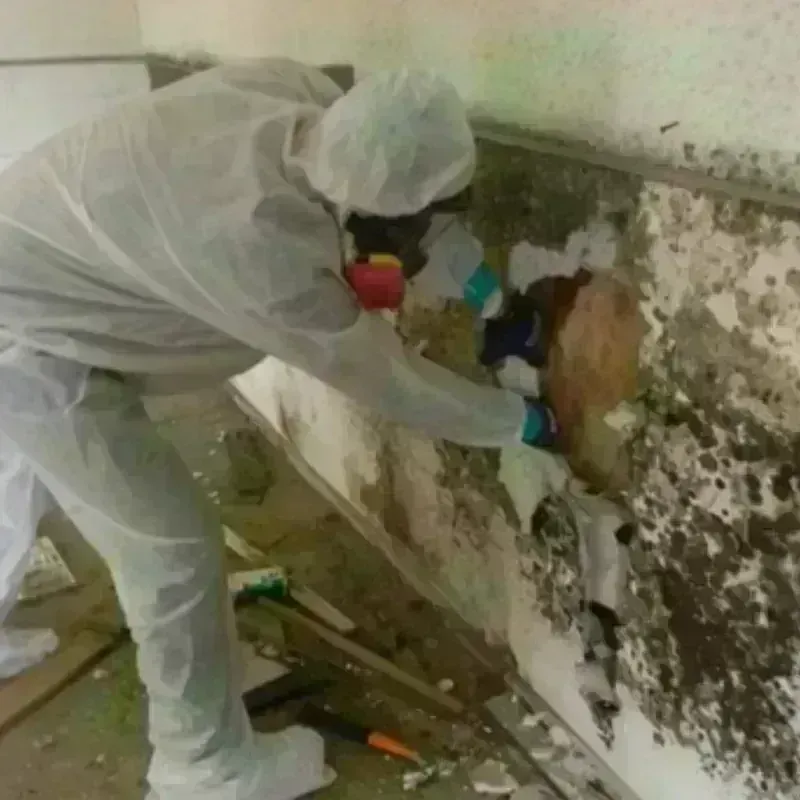 Mold Remediation and Removal in Pendleton, IN